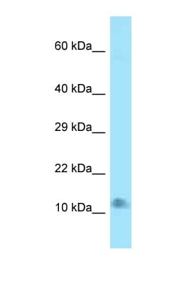 LAMTOR4 Antibody (N-Terminus)