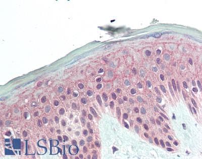 IHC-plus™ IL36A Antibody