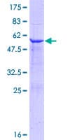 Human FKBP14 Protein (Recombinant GST)