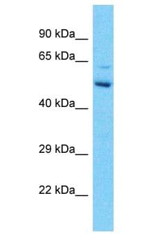 GABRG2 Antibody (aa61-110)