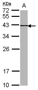 IHC-plus™ BRCC45 / BRE Antibody