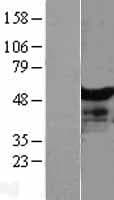 NT5DC1 Protein (Over-Expression Lysate Myc-DDK (Flag))