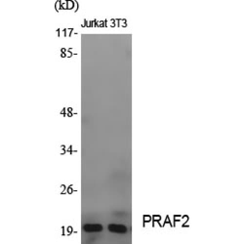 PRAF2 Antibody (100-180 aa, C-terminal)