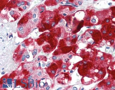 GDF11 / GDF-11 Antibody (aa105-341)