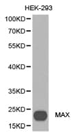 MAX Antibody