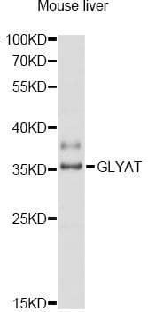 GLYAT Antibody