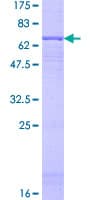 Human HIF3A / HIF3-Alpha Protein (Recombinant GST)