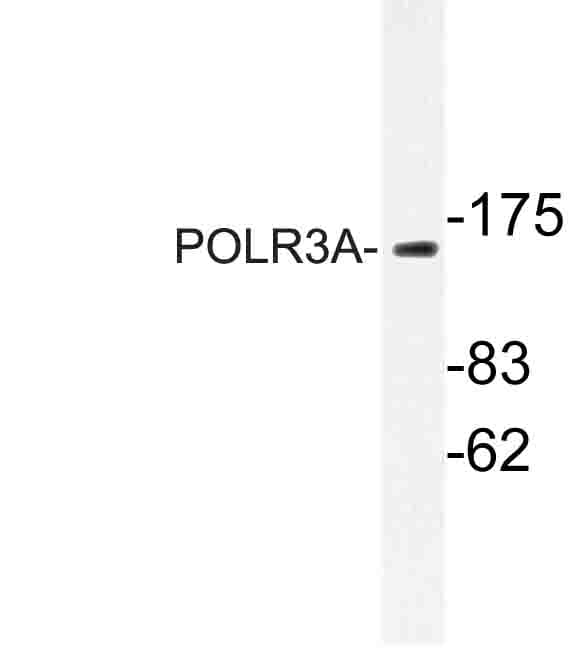 POLR3A Antibody (Pro68)