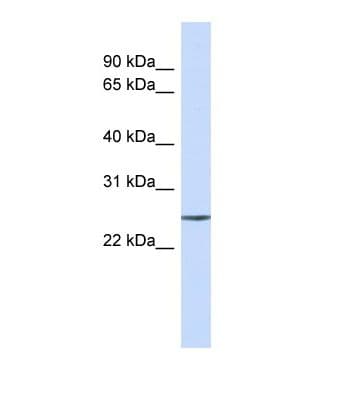 FERMT1 / Kindlin Antibody (C-Terminus)
