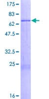 Human MRPS9 Protein (Recombinant GST)