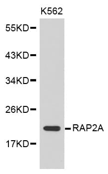 RAP2 Antibody