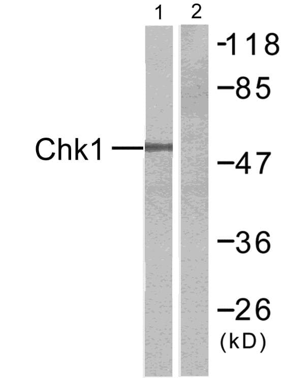 CHEK1 / CHK1 Antibody (p345)