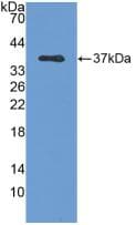 RELA / NFKB p65 Antibody (aa19-306, Biotin)