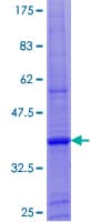 Human ZNF673 Protein (Recombinant GST)