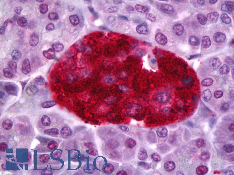 IHC-plus™ Monoclonal Mouse anti-Human PTPRN / IA-2 Antibody (clone 8E3, IHC, WB)