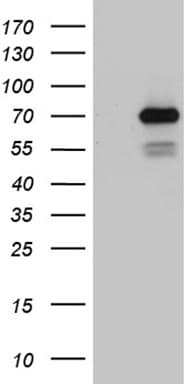 Monoclonal Mouse anti-Human PGBD3 Antibody (clone OTI3H1, aa313-593, WB)