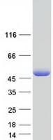 Human HOMER3 / Homer 3 Protein (Recombinant Myc-DDK (Flag))