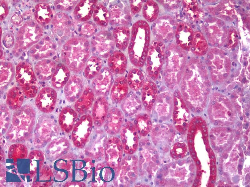 IHC-plus™ ALDOA / Aldolase A Antibody (clone 2E6)