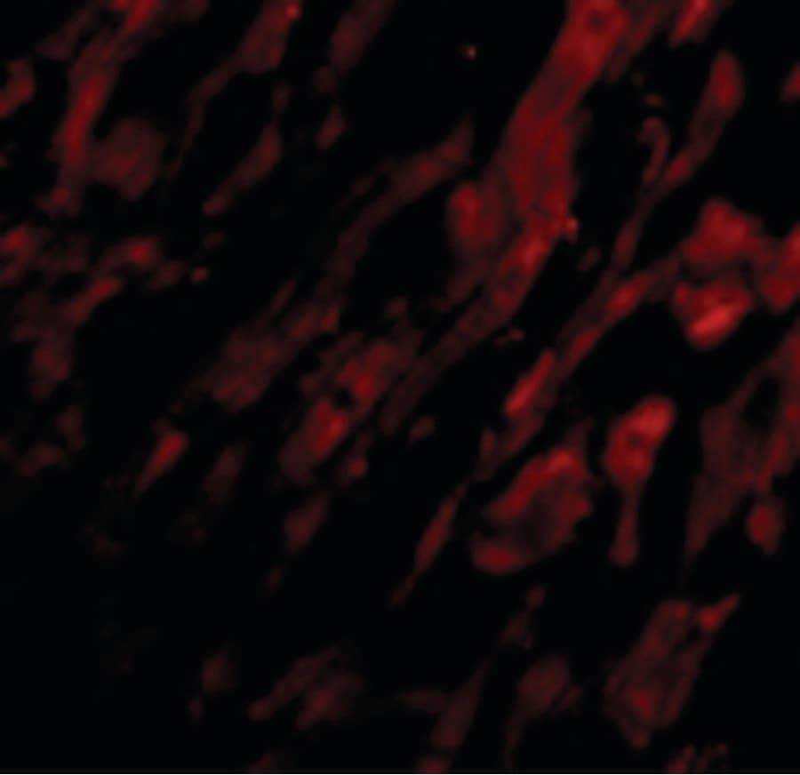 IHC-plus™ UNG / Uracil DNA Glycosylase Antibody
