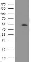 APBB3 Antibody (clone OTI5G3)