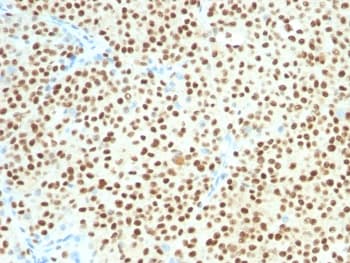 SOX10 Antibody (clone SOX10/1074, Azide-free, BSA-free)
