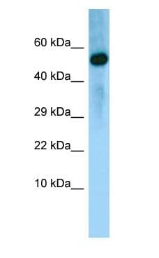BMP8A Antibody (aa26-75)