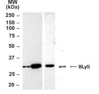 IHC-plus™ Polyclonal Rabbit anti-Human BAFF / TNFSF13B Antibody (aa254-269, IHC, WB)