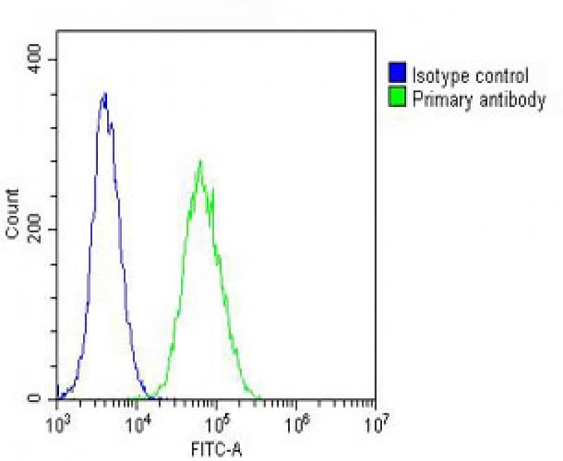 TUBB2A / Tubulin Beta 2A Antibody