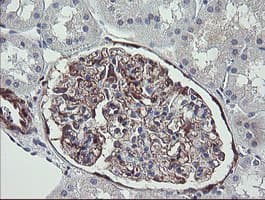 TSC22D1 / TSC22 Antibody (clone OTI1A5)