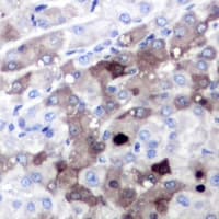 SGTA / SGT Antibody