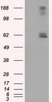 LIPG / Endothelial Lipase Antibody (clone OTI4D2, Carrier-free)