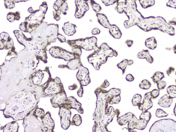 BAG6 / G3 / Scythe Antibody