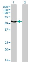 FGR Antibody (clone 1B12)