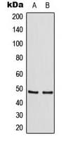 TANK Antibody (Internal)