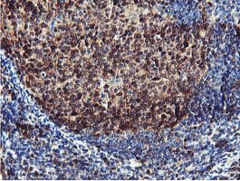 PSMB7 Antibody (clone OTI1E1)