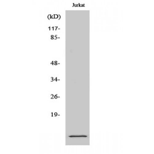 S100A10 Antibody (Internal)