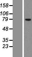 CKAP2 Protein (Over-Expression Lysate Myc-DDK (Flag))