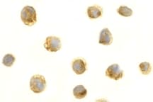 BAFF / TNFSF13B Antibody