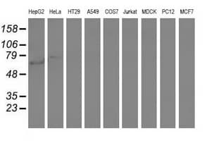 ARHGAP25 Antibody (clone OTI2D6, Carrier-free)