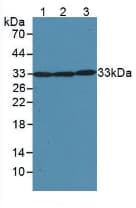 SOD2 / Mn SOD Antibody (aa25-222, FITC)