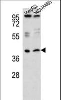 RSAD1 Antibody (aa299-328)