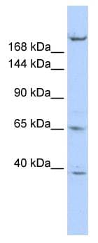 KIF13B / GAKIN Antibody (aa107-156, Biotin)