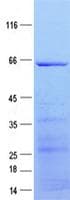 Human B4GALT1 Protein (Recombinant GST, N-terminus + His, C-terminus)