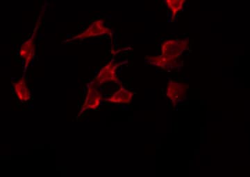 EGFR Antibody (phospho-Tyr1068)