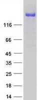Human ATRN / Attractin Protein (Recombinant Myc-DDK (Flag))