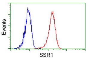 Monoclonal Mouse anti-Human SSR1 Antibody (clone OTI 5D5, WB)
