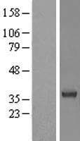STAP1 / BRDG1 Protein (Over-Expression Lysate Myc-DDK (Flag))