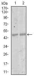 MEF2C Antibody (Amino Acid: 1-125, clone 6H2G2)