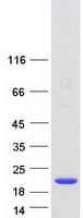 Human CUTA Protein (Recombinant Myc-DDK (Flag))