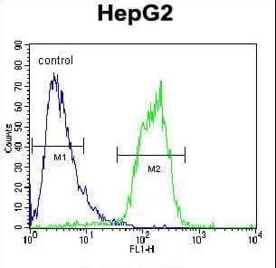 ACOT11 / THEA Antibody (aa549-575)